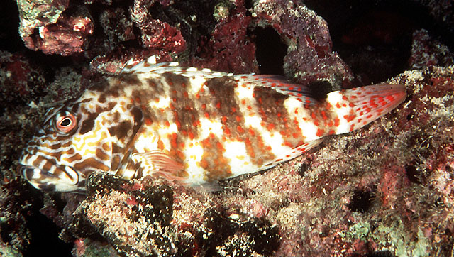 Cirrhitus pinnulatus